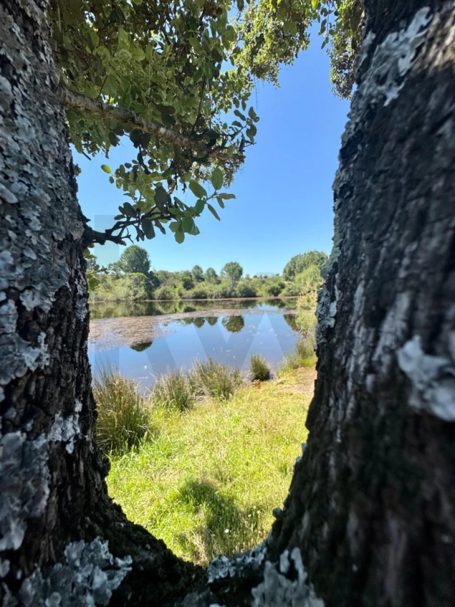 Terreno para Venda em Figueira dos Cavaleiros Foto 20