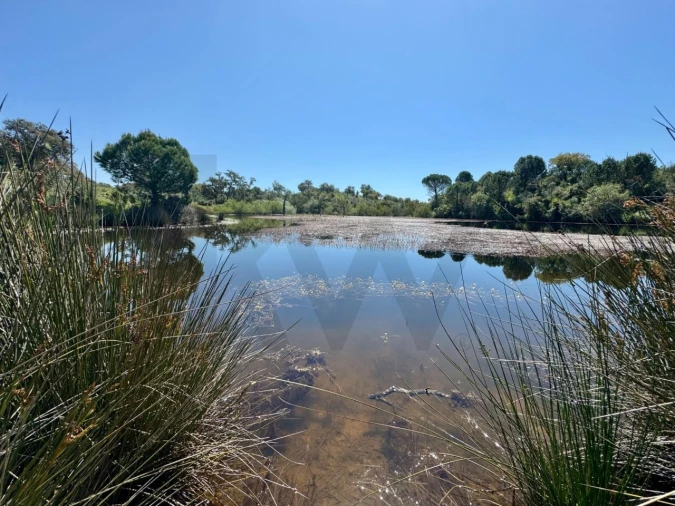 Terreno para Venda em Figueira dos Cavaleiros Foto 21