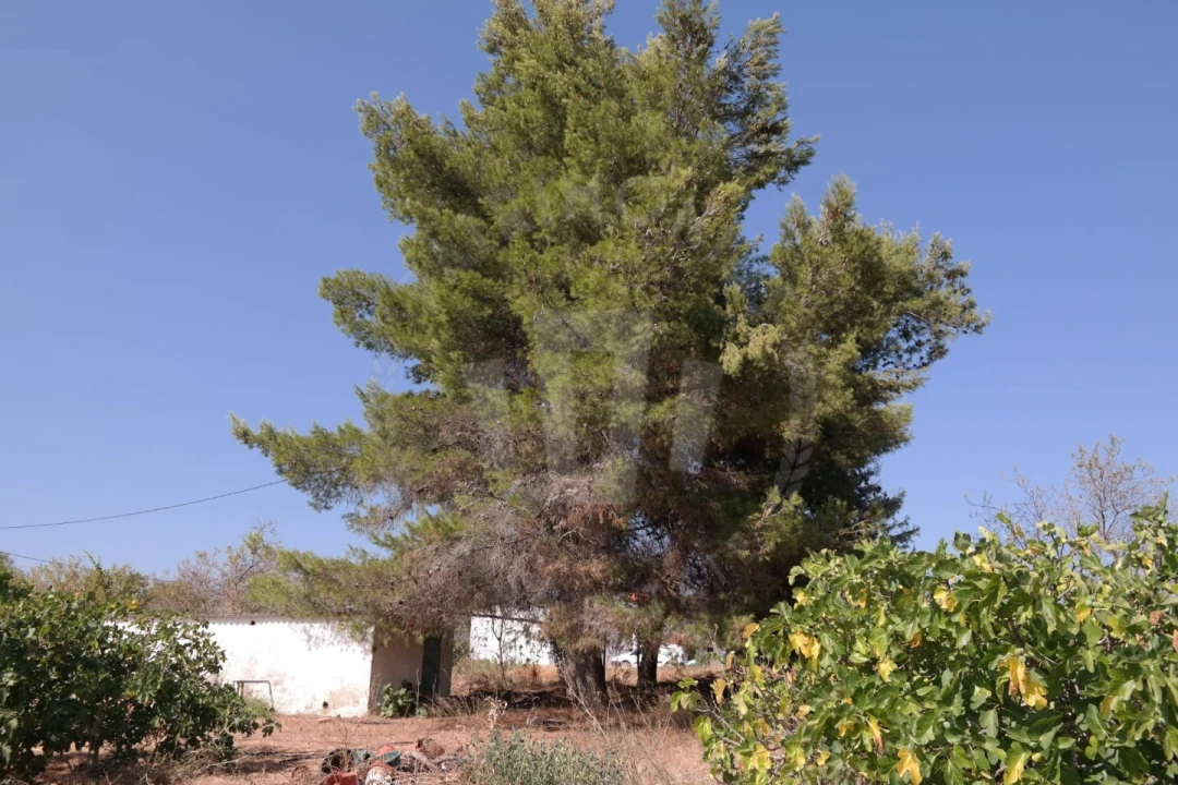 Quinta T4 para Venda em Mexilhoeira Grande Foto 18