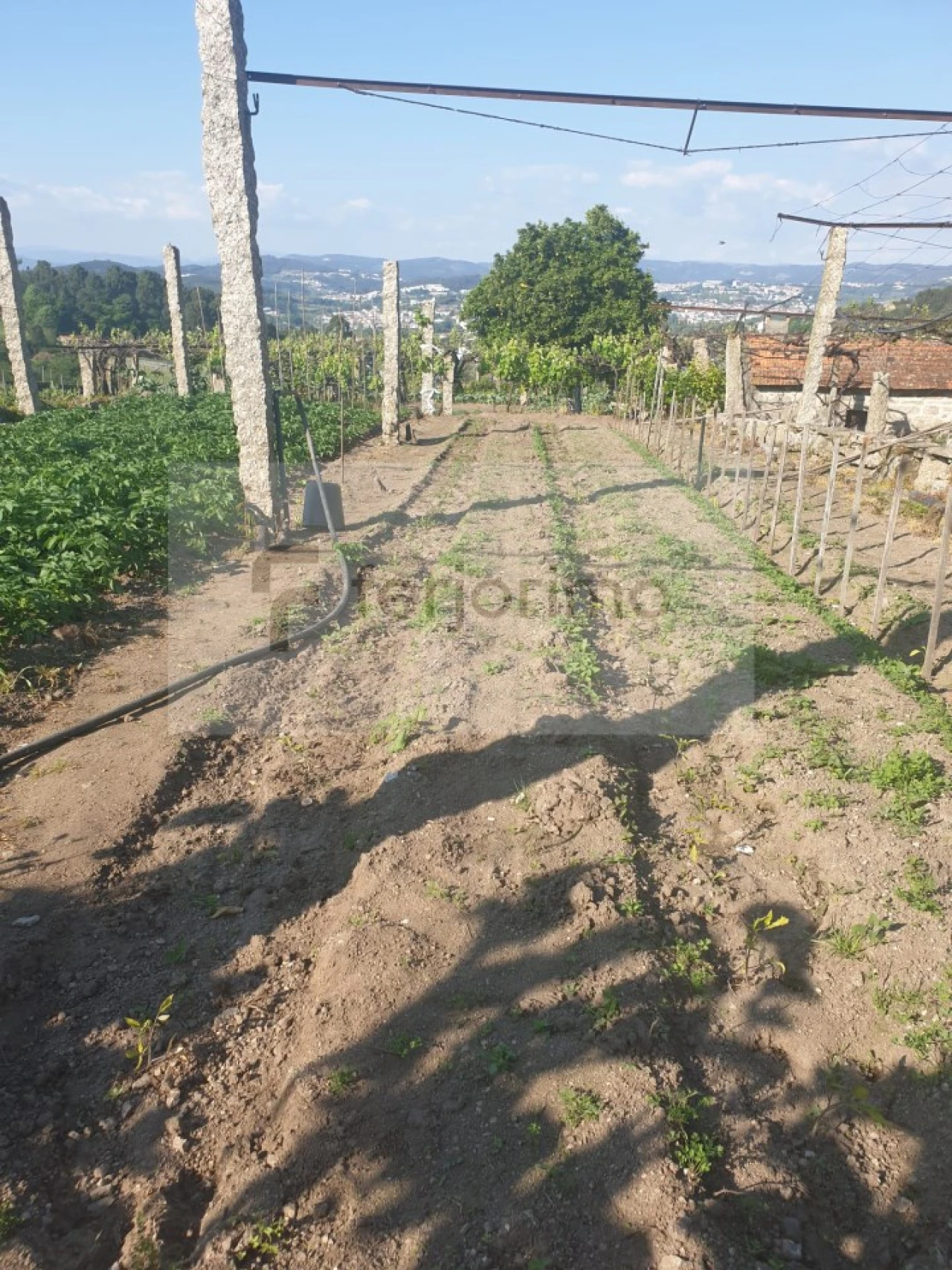 Quinta para Venda em Candoso (São Martinho) Foto 5