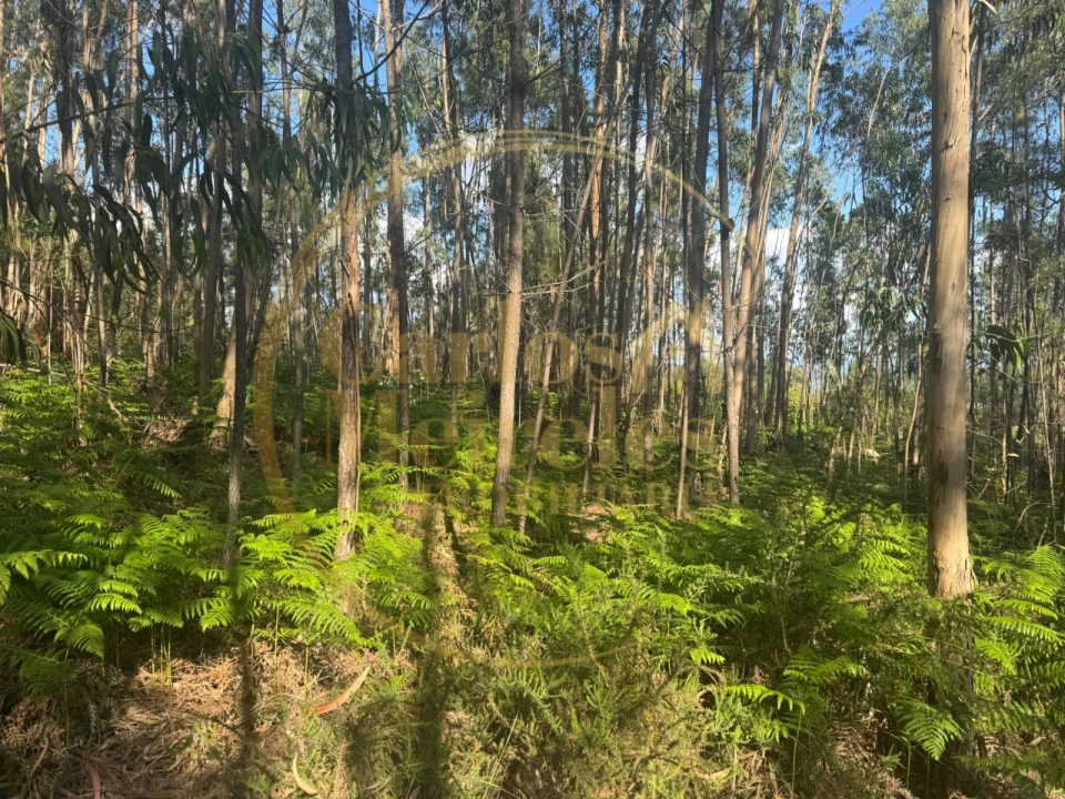 Terreno para Venda em Pico de Regalados, Gondiães e Mós Foto 1