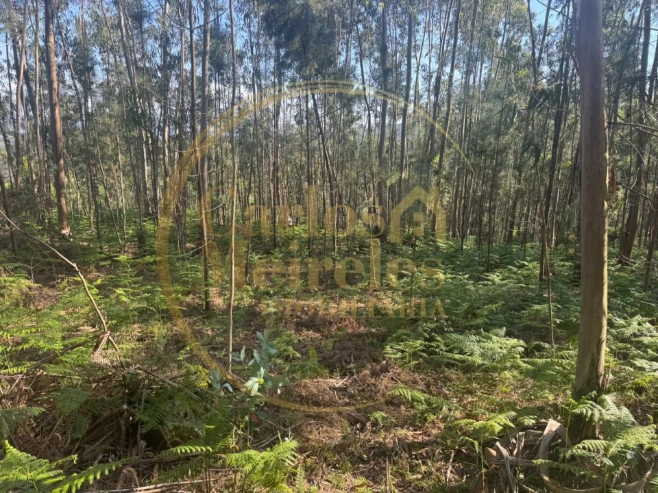 Terreno para Venda em Pico de Regalados, Gondiães e Mós Foto 5