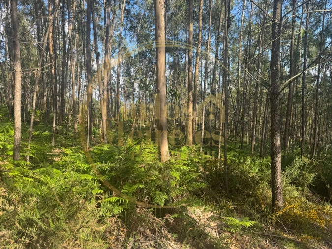 Terreno para Venda em Pico de Regalados, Gondiães e Mós Foto 2