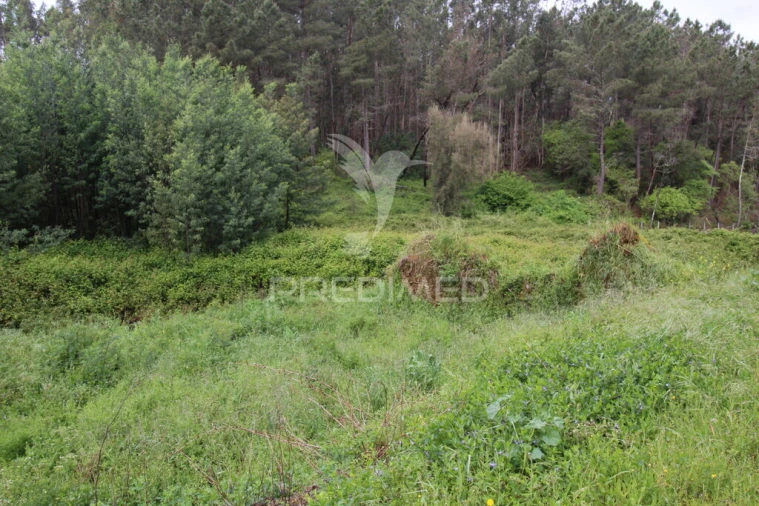 Terreno para Venda em Ferreira do Zezere Foto 4