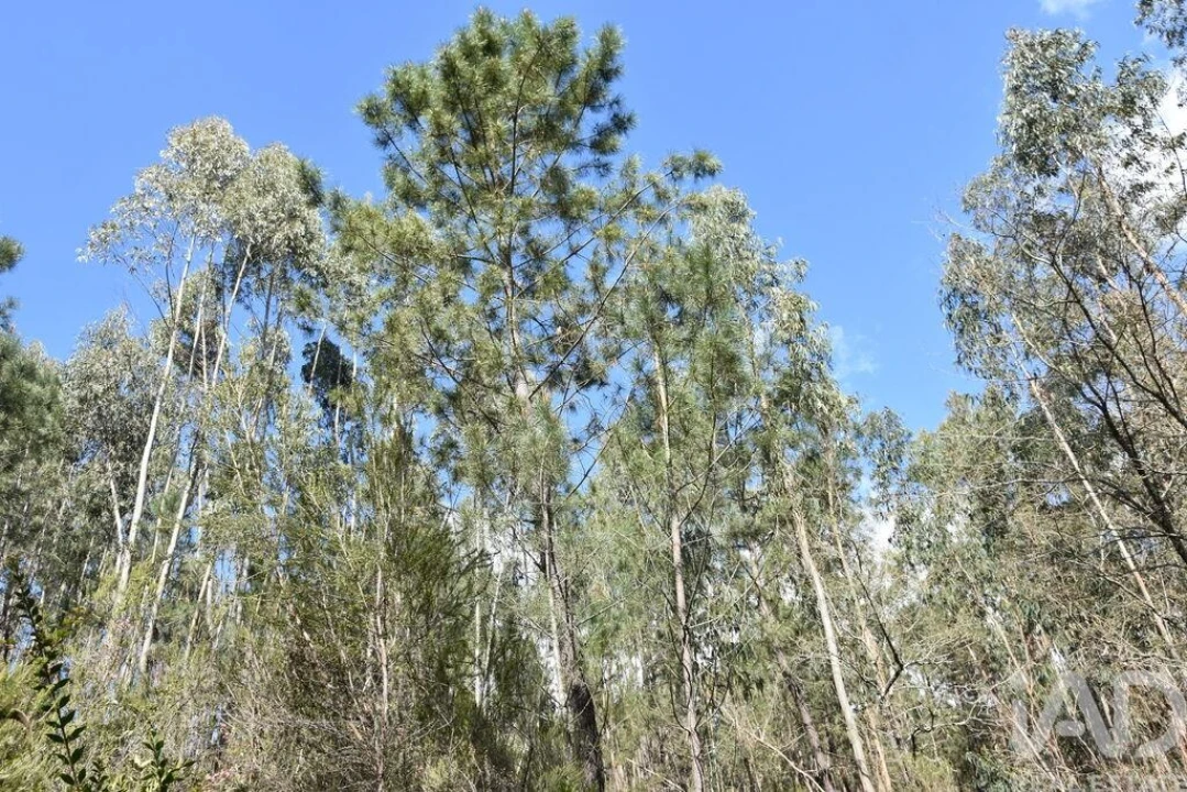 Terreno para Venda em Rio de Couros e Casal dos Bernardos Foto 20