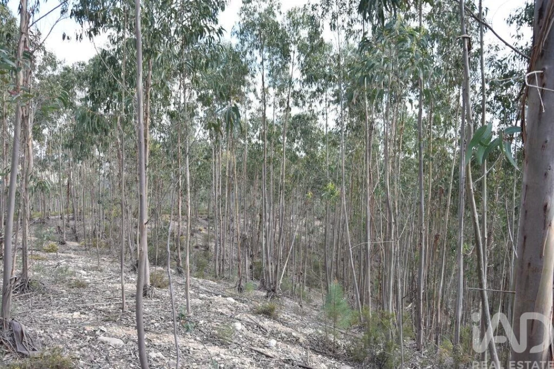 Terreno para Venda em Rio de Couros e Casal dos Bernardos Foto 26