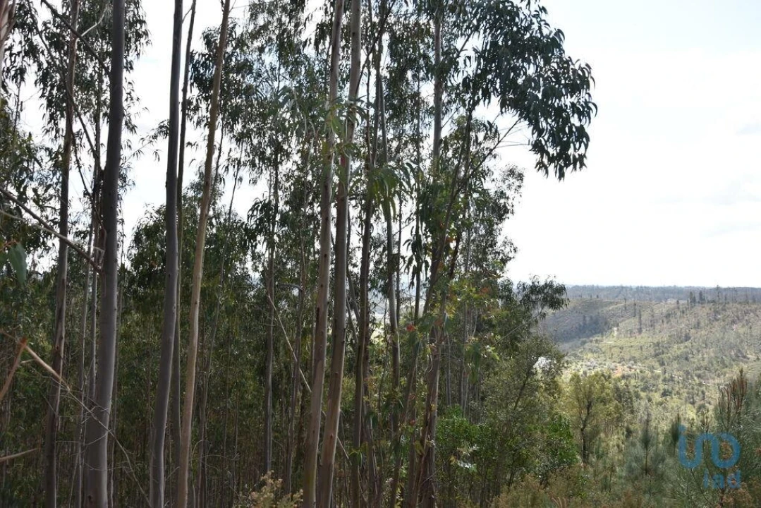 Terreno para Venda em Rio de Couros e Casal dos Bernardos Foto 1