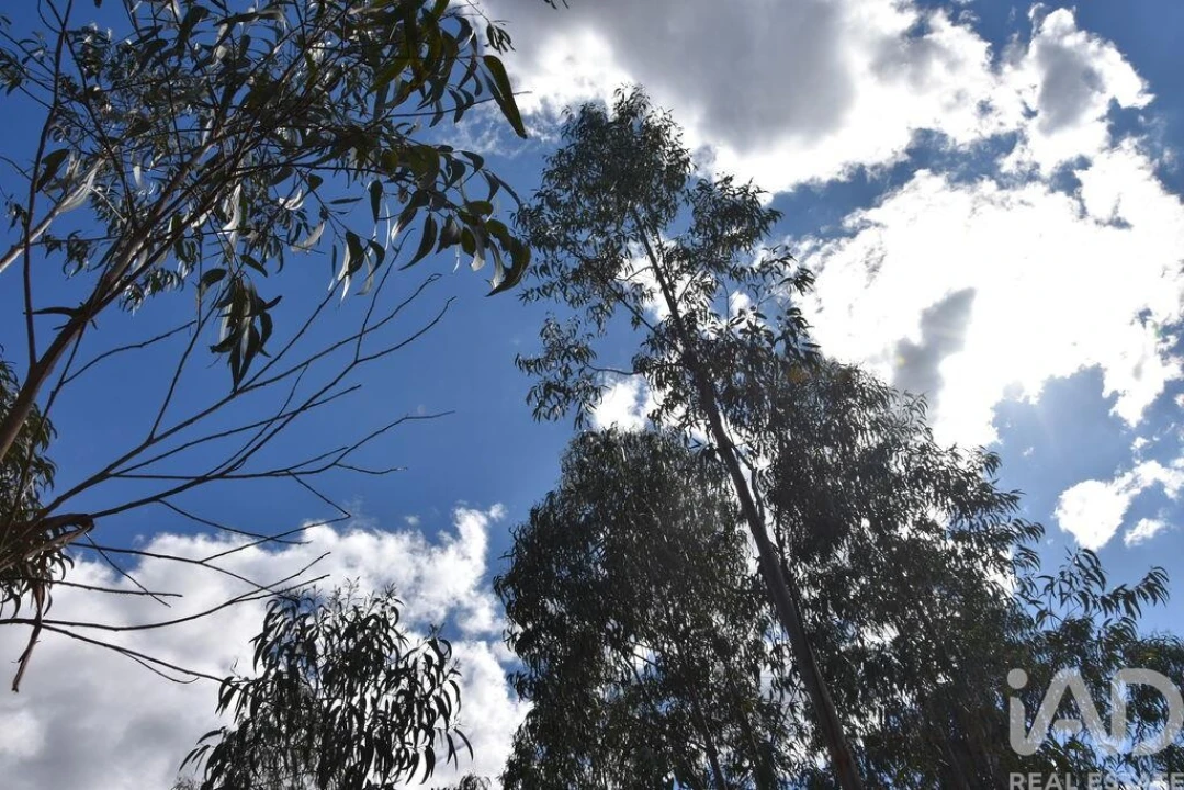 Terreno para Venda em Rio de Couros e Casal dos Bernardos Foto 24