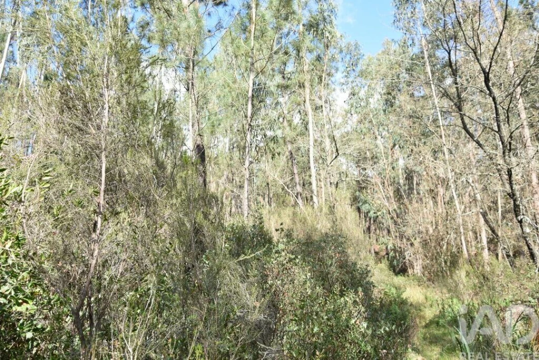Terreno para Venda em Rio de Couros e Casal dos Bernardos Foto 21