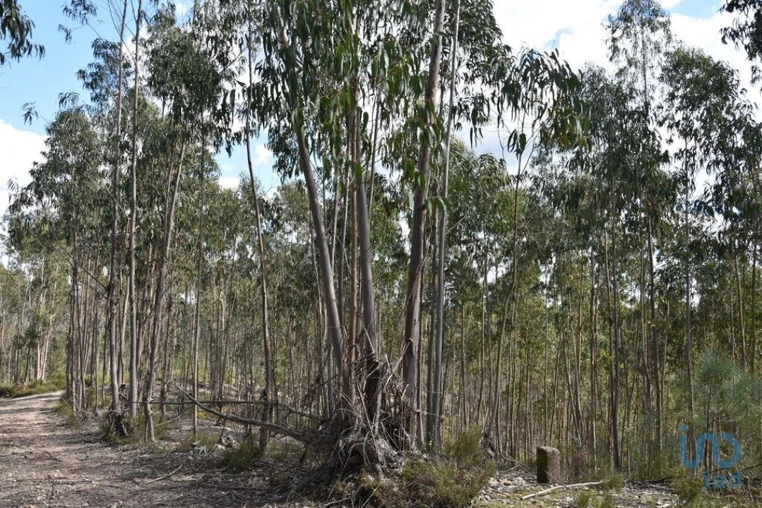 Terreno para Venda em Rio de Couros e Casal dos Bernardos Foto 6