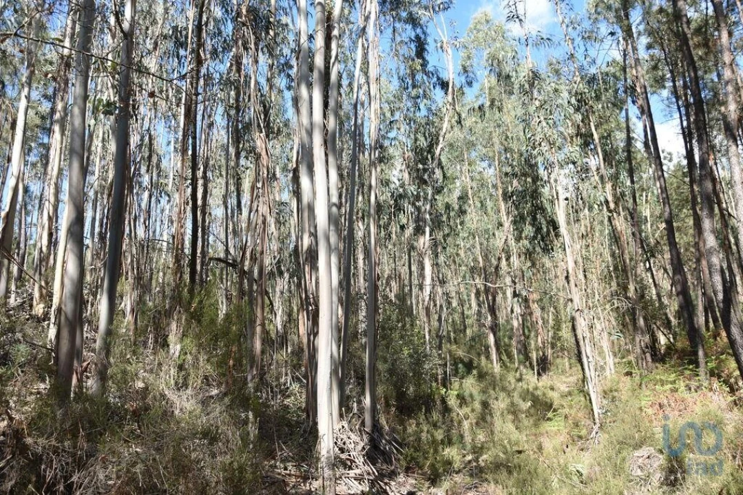 Terreno para Venda em Rio de Couros e Casal dos Bernardos Foto 13