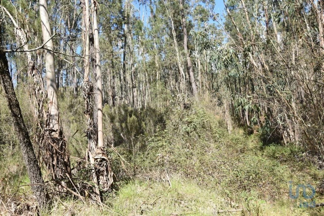 Terreno para Venda em Rio de Couros e Casal dos Bernardos Foto 9