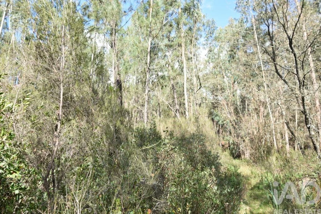 Terreno para Venda em Rio de Couros e Casal dos Bernardos Foto 22