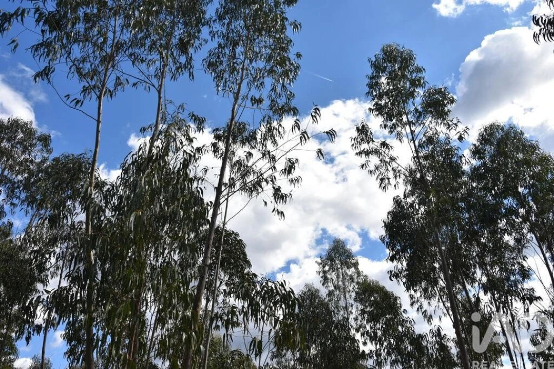 Terreno para Venda em Rio de Couros e Casal dos Bernardos Foto 23