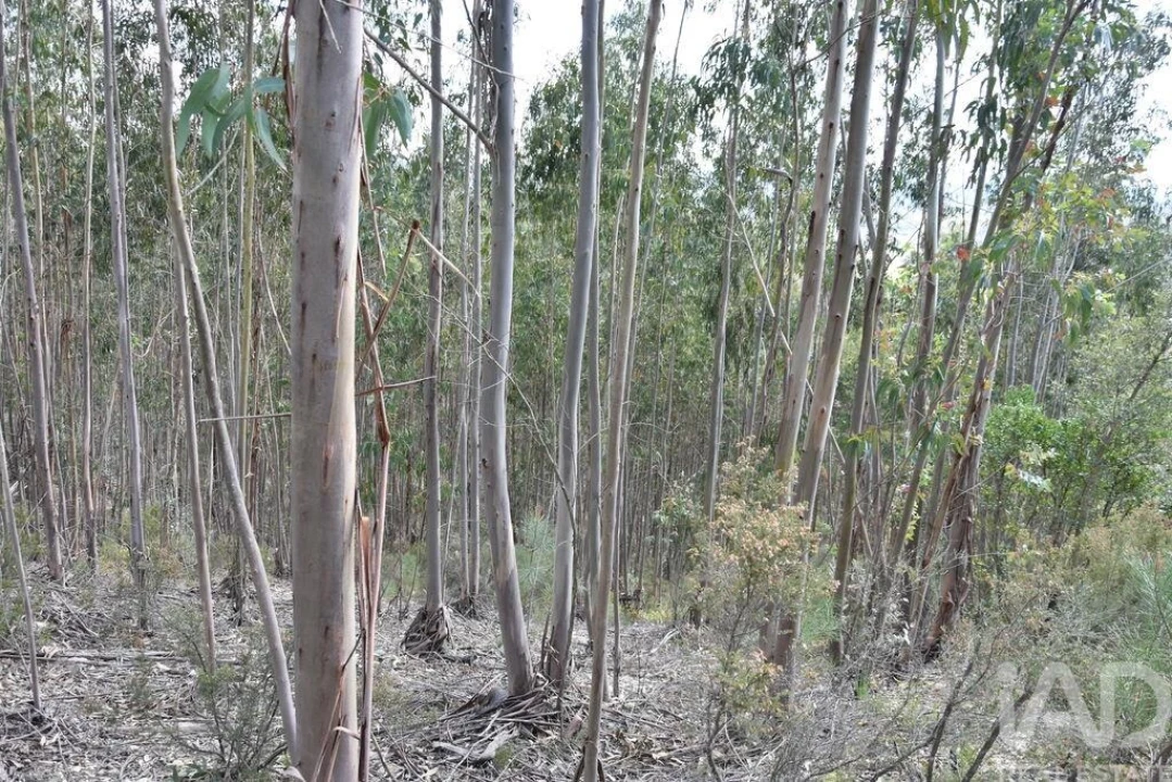 Terreno para Venda em Rio de Couros e Casal dos Bernardos Foto 25