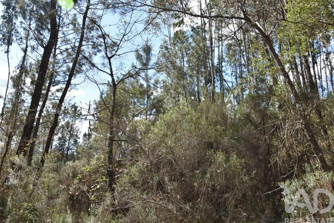 Terreno para Venda em Rio de Couros e Casal dos Bernardos Foto 16