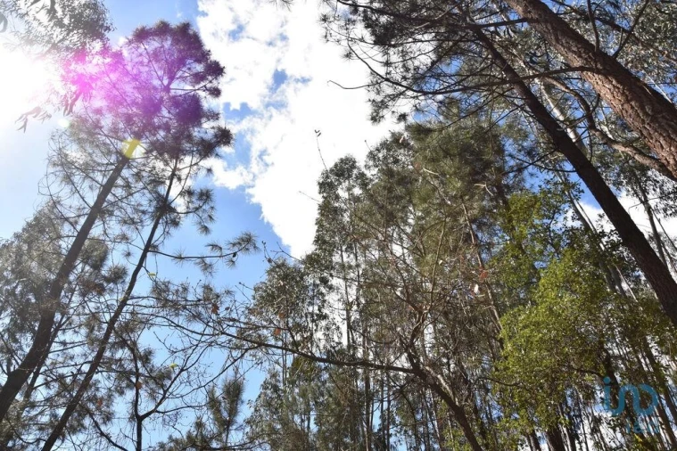 Terreno para Venda em Rio de Couros e Casal dos Bernardos Foto 4