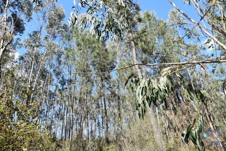 Terreno para Venda em Rio de Couros e Casal dos Bernardos Foto 12