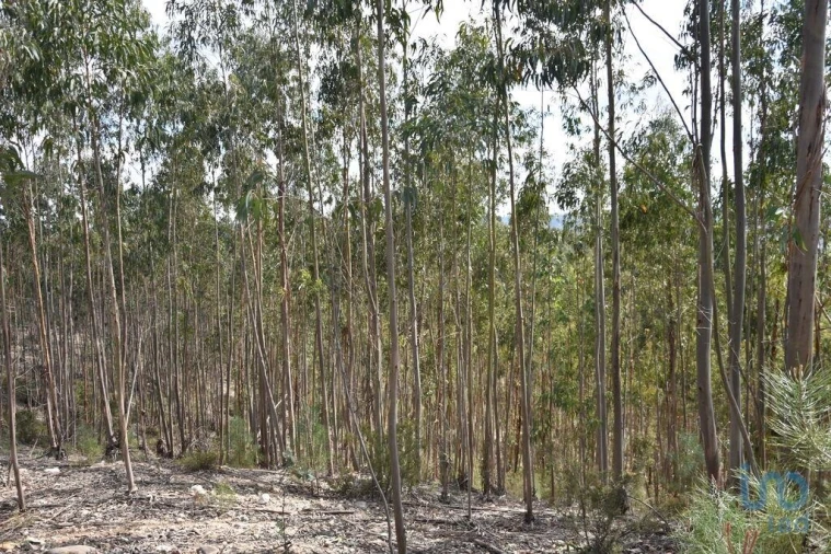 Terreno para Venda em Rio de Couros e Casal dos Bernardos Foto 7