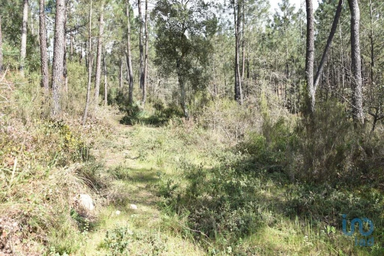 Terreno para Venda em Rio de Couros e Casal dos Bernardos Foto 2