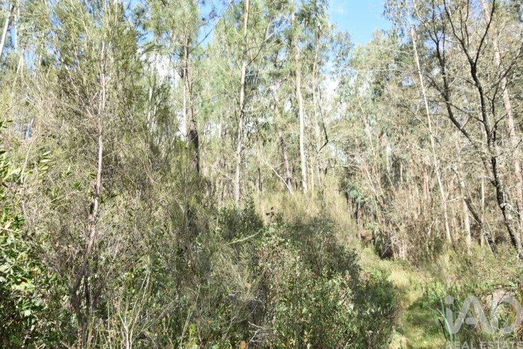 Terreno para Venda em Rio de Couros e Casal dos Bernardos Foto 22