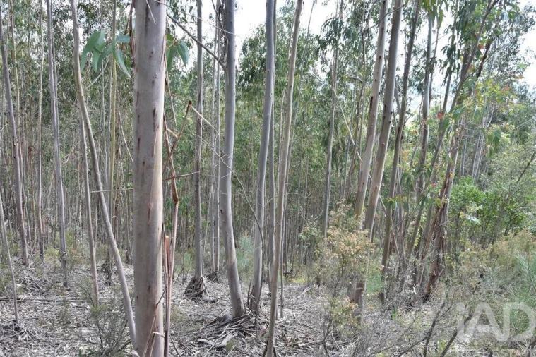 Terreno para Venda em Rio de Couros e Casal dos Bernardos Foto 25