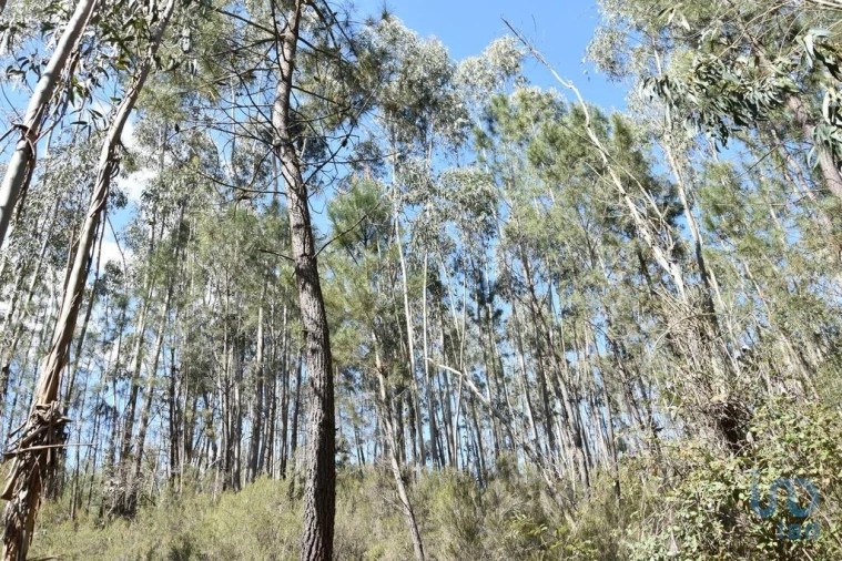 Terreno para Venda em Rio de Couros e Casal dos Bernardos Foto 10