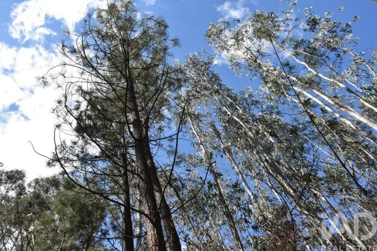 Terreno para Venda em Rio de Couros e Casal dos Bernardos Foto 17