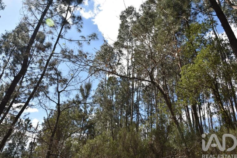 Terreno para Venda em Rio de Couros e Casal dos Bernardos Foto 18