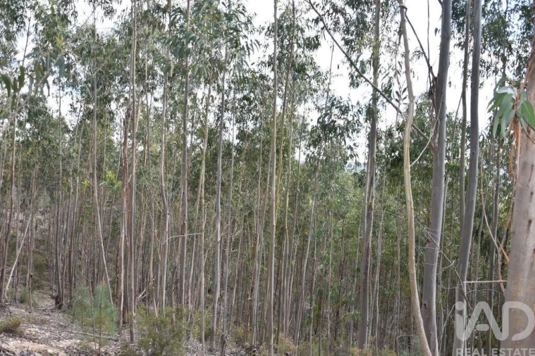 Terreno para Venda em Rio de Couros e Casal dos Bernardos Foto 27
