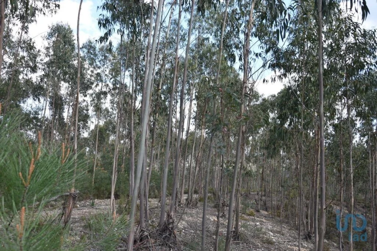 Terreno para Venda em Rio de Couros e Casal dos Bernardos Foto 3