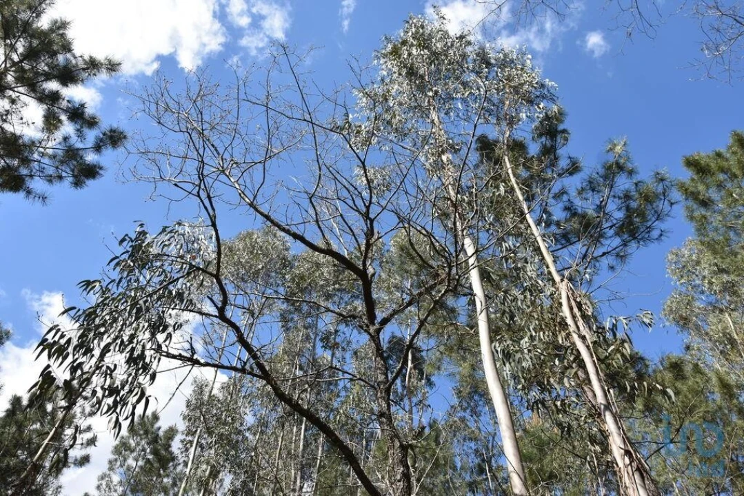 Terreno para Venda em Rio de Couros e Casal dos Bernardos Foto 5