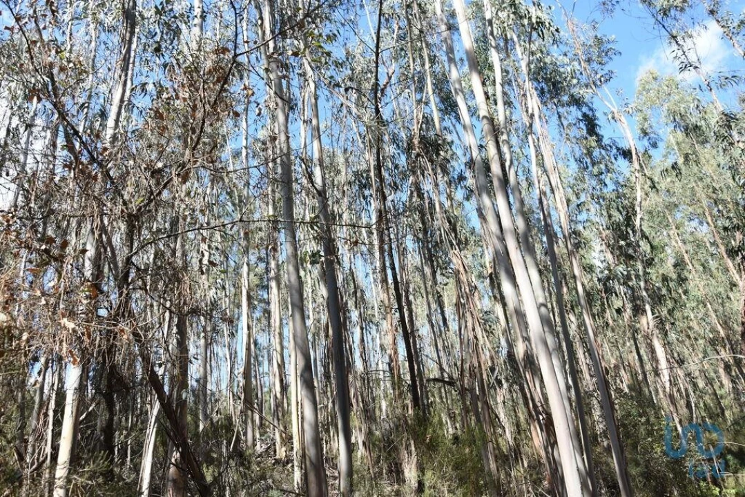 Terreno para Venda em Rio de Couros e Casal dos Bernardos Foto 14