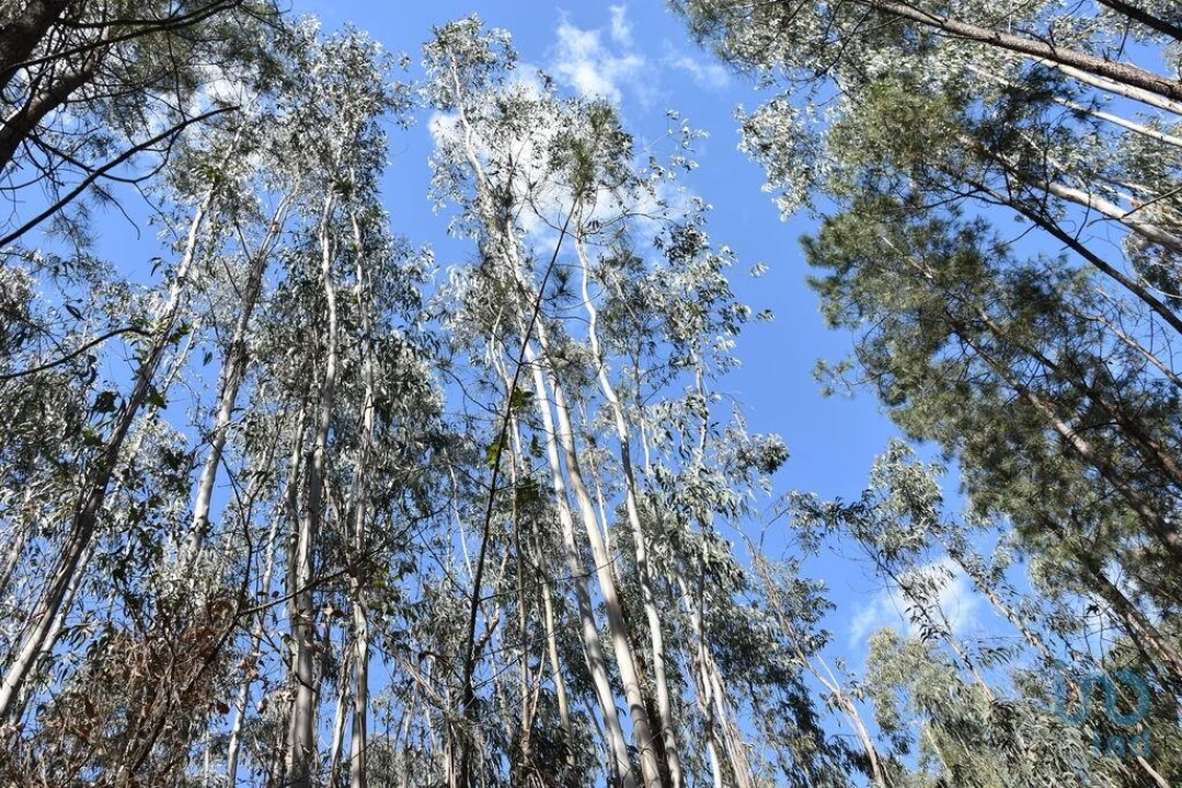 Terreno para Venda em Rio de Couros e Casal dos Bernardos Foto 15