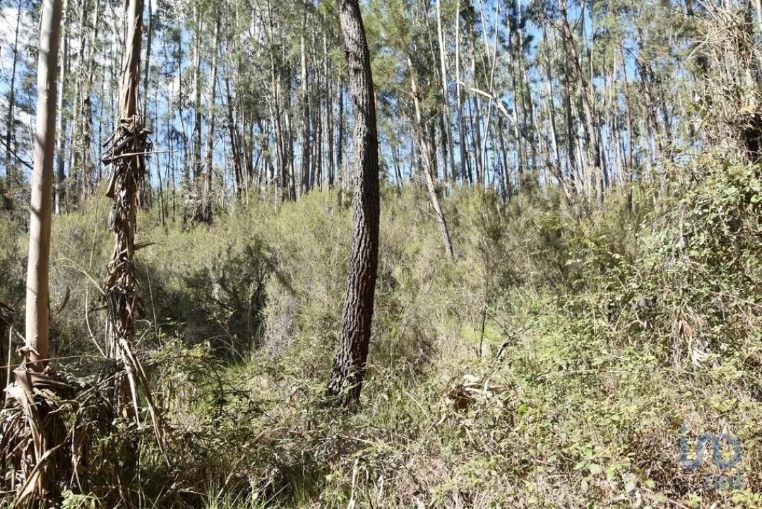 Terreno para Venda em Rio de Couros e Casal dos Bernardos Foto 11
