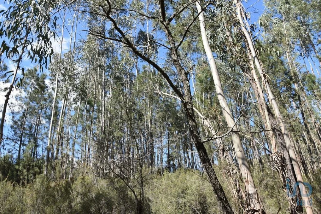 Terreno para Venda em Rio de Couros e Casal dos Bernardos Foto 8