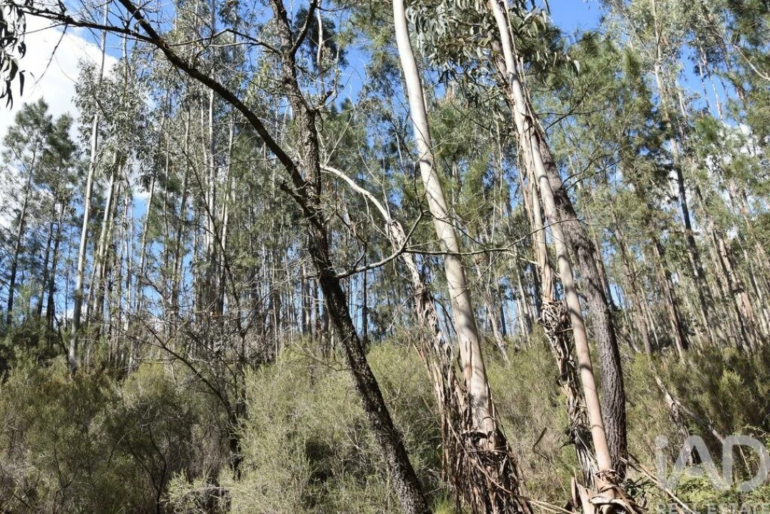 Terreno para Venda em Rio de Couros e Casal dos Bernardos Foto 19