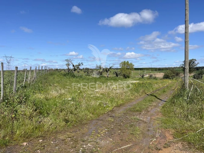 Terreno para Venda em Alfundão e Peroguarda Foto 3