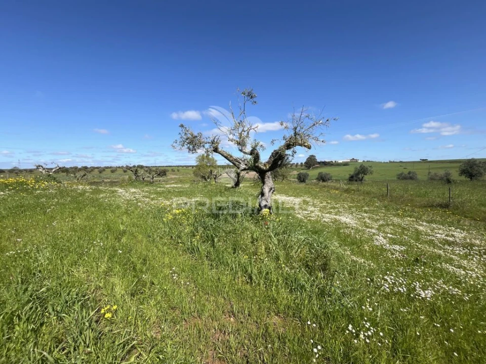 Terreno para Venda em Alfundão e Peroguarda Foto 2