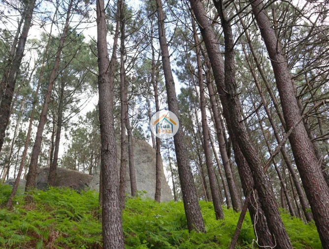 Terreno para Venda em Arnoso (Santa Maria e Santa Eulália) e Sezures Foto 17