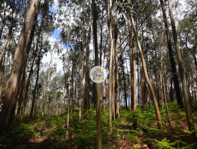 Terreno para Venda em Arnoso (Santa Maria e Santa Eulália) e Sezures Foto 16