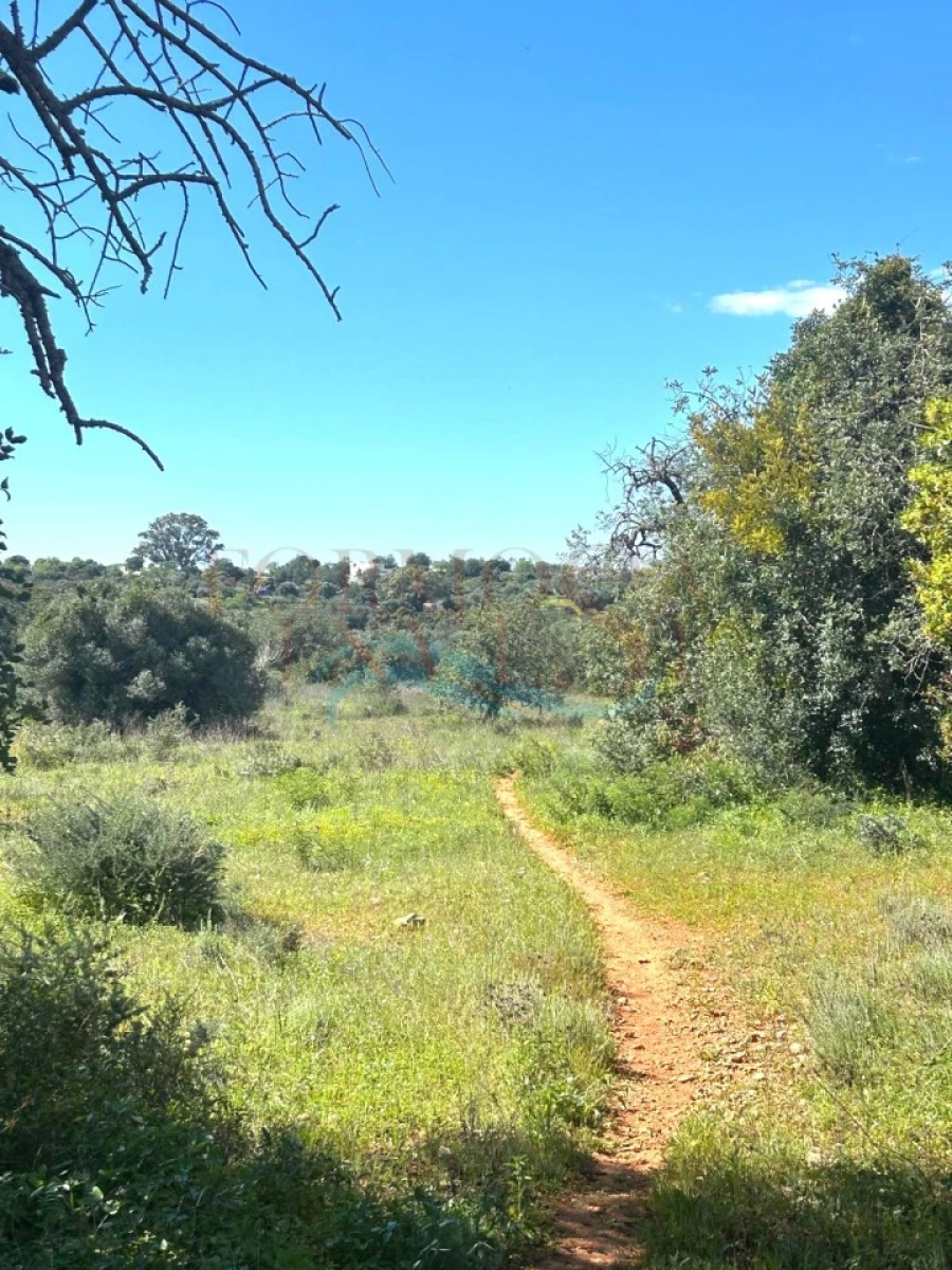 Terreno Agricola ou Rústico para Venda em Moncarapacho e Fuseta Foto 9