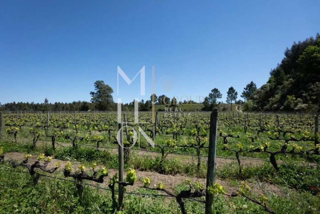 Quinta T7 para Venda em Mangualde, Mesquitela e Cunha Alta Foto 46