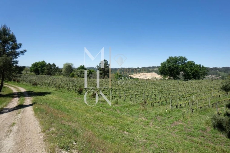Quinta T7 para Venda em Mangualde, Mesquitela e Cunha Alta Foto 47