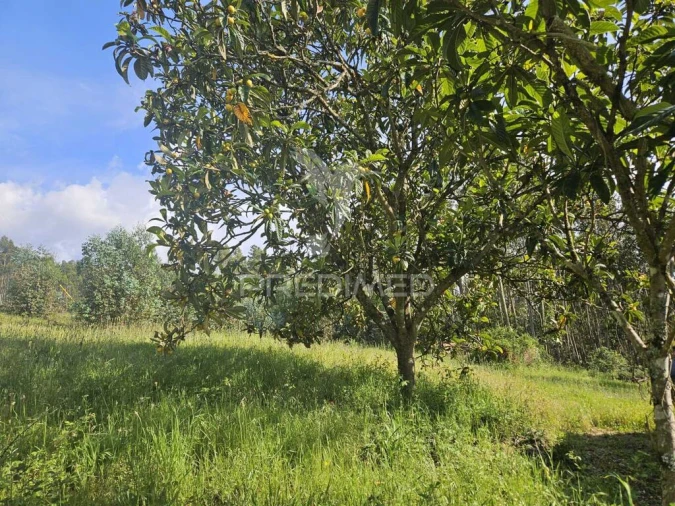 Moradia T2 para Venda em Nossa Senhora do Pranto Foto 13