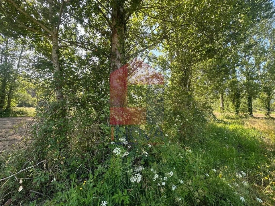 Terreno para Venda em Ribeira do Neiva Foto 10