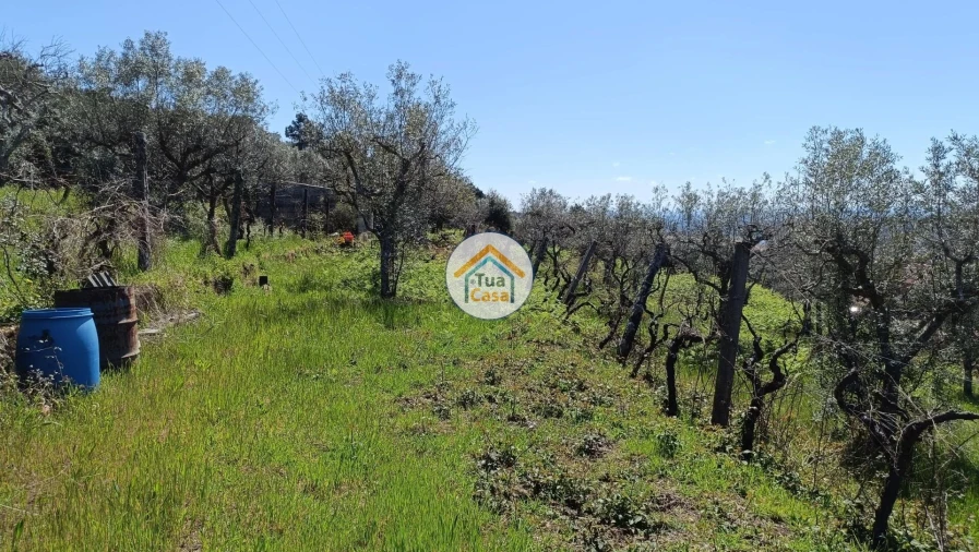 Terreno para Venda em São Vicente da Beira Foto 6