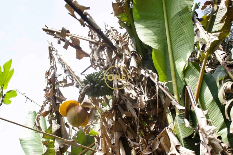 Moradia T4 para Venda em Soalhães Foto 77