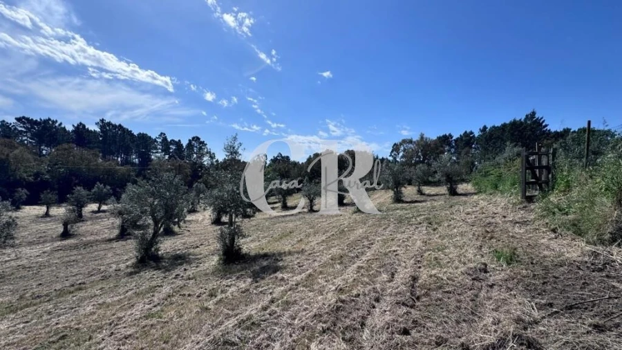 Moradia T2 para Venda em Cernache do Bonjardim, Nesperal e Palhais Foto 60