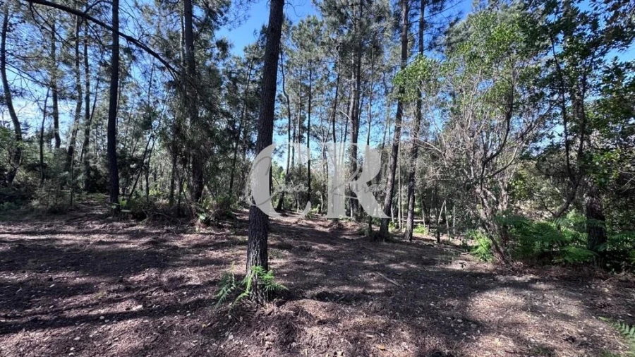 Moradia T2 para Venda em Cernache do Bonjardim, Nesperal e Palhais Foto 66